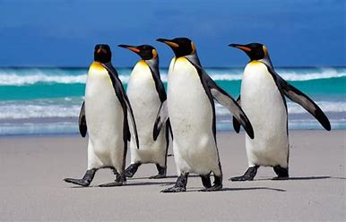 Penguin